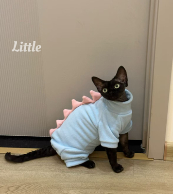 Unique PET CLOTHES for Your Special Event Customized by Our Skilled Team